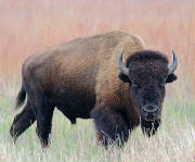 north-dakota-buffalo.jpg